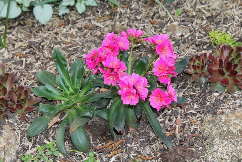 Lewisia (2)