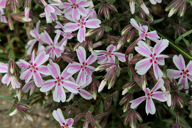 Phlox mousse