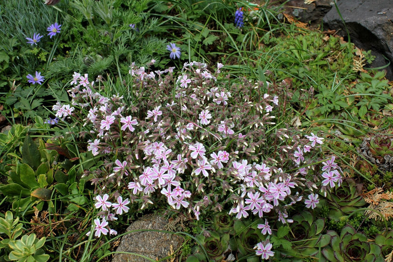 Phlox mousse (2)