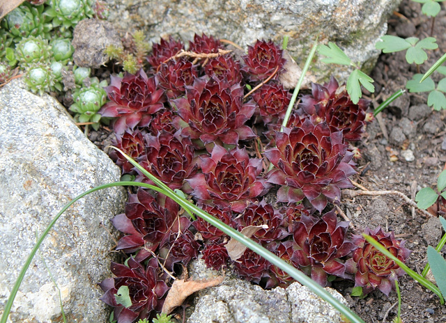 Sempervivum rouge