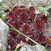 Sempervivum rouge