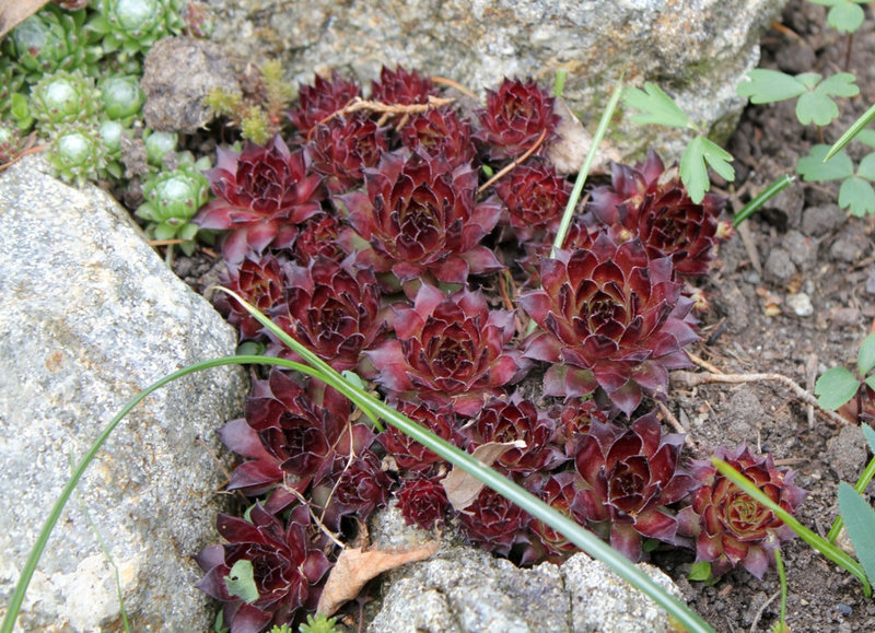 Sempervivum rouge