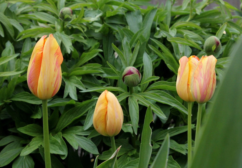 Tulipe
