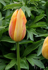 Tulipe (2)