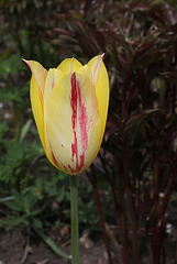 Tulipe 'Blushing Beauty