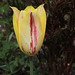 Tulipe 'Blushing Beauty