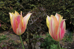 Tulipe 'Blushing Beauty (2)