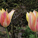 Tulipe 'Blushing Beauty (2)