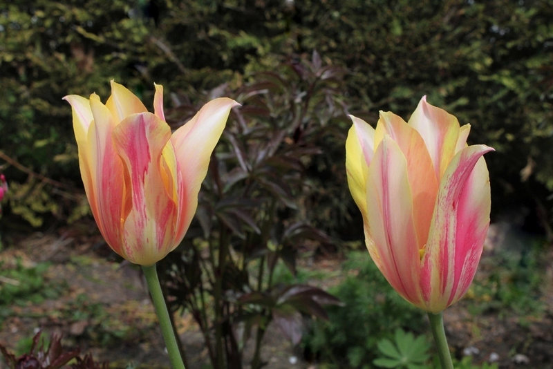 Tulipe 'Blushing Beauty (2)
