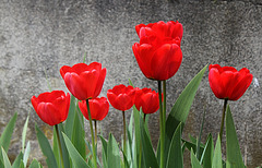 Tulipe darwin