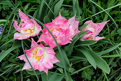 tulipe double naine