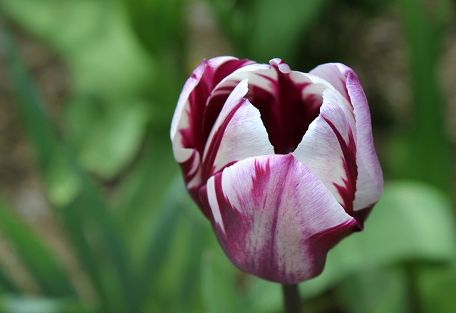 Tulipe triomphe