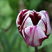 Tulipe triomphe