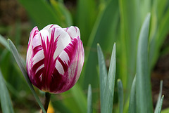 Tulipe triomphe (2)