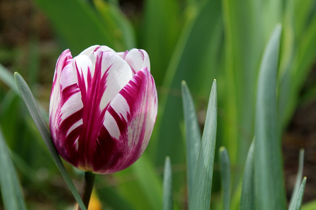 Tulipe triomphe (2)