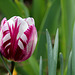 Tulipe triomphe (2)