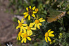 20120318 7955RAw [TR] Blume, Insekt, Pergamon, Bergama