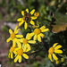 20120318 7955RAw [TR] Blume, Insekt, Pergamon, Bergama