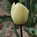 tulipe triomphe (3)