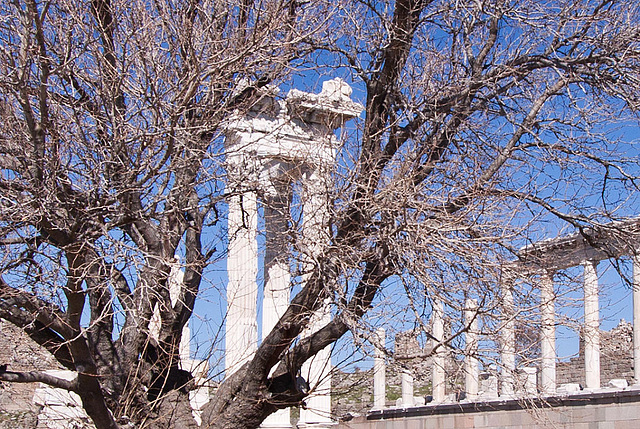 20120318 7937RWaw [TR] Pergamon, Trajans-Tempel