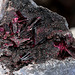 Erythrite