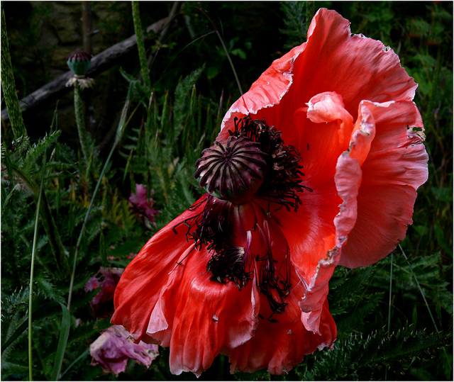 la belle "effarouchée", bousculée