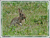Lapins de Garenne au lac de Maine (2)
