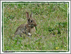 Lapins de Garenne au lac de Maine (2)