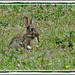 Lapins de Garenne au lac de Maine (2)