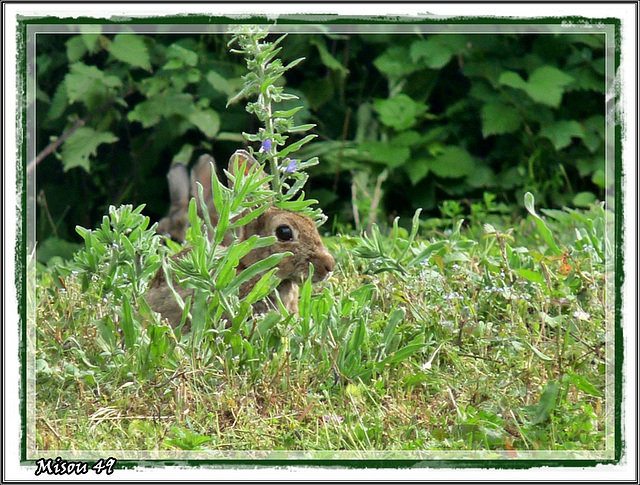 Lapins de Garenne au lac de Maine