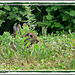 Lapins de Garenne au lac de Maine