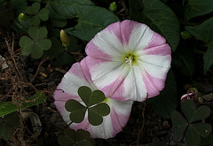 Liseron- Convolvulus arvensis