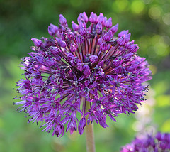 Allium DSC 0060