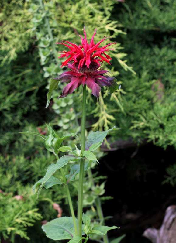 Monarde didyma