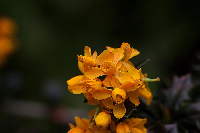 20120430 8835RMw [D~LIP] Dotterberberitze (Berberis 'Stenophylla'), Bad Salzuflen