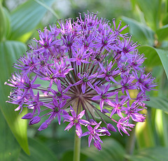 Allium DSC 0062