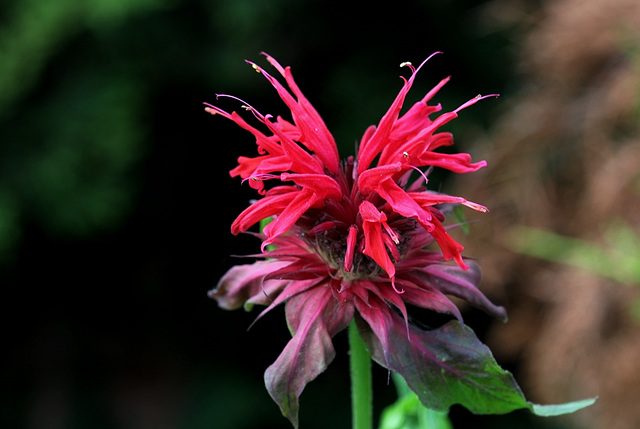 Monarde (3)