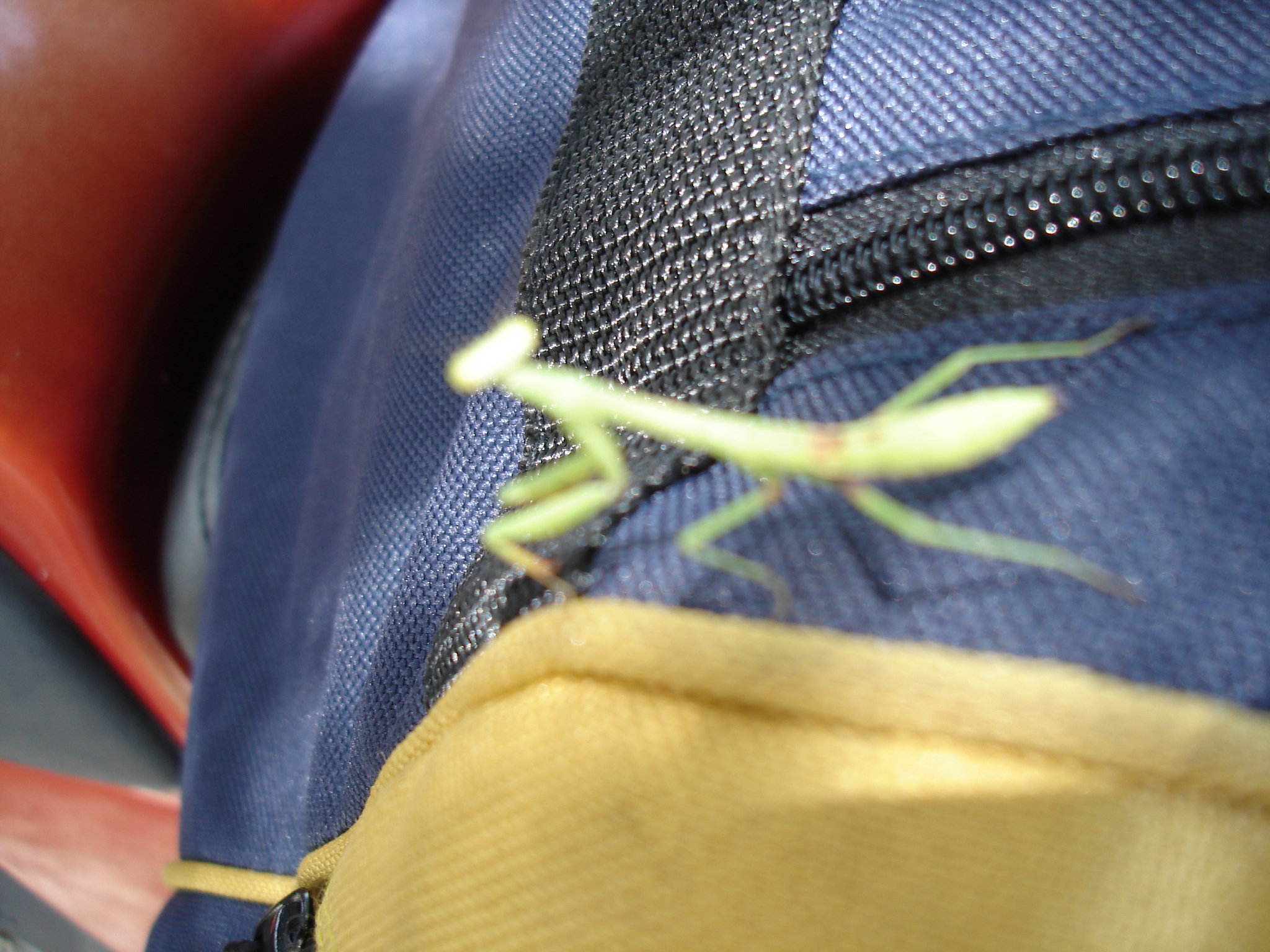 Présence sympatique sur nos bagages / A temporary friend on our luggages - 8 juillet 2010.