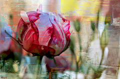 UNE PIVOINE VA NAITRE**** UNE PIVOINE VA NAITRE****