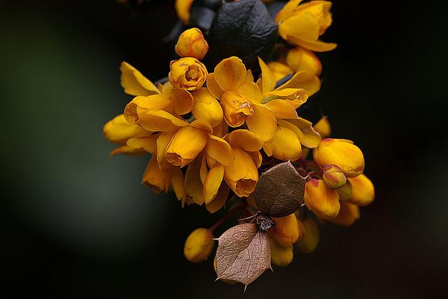 20120430 8826RMw [D~LIP] Dotterberberitze (Berberis 'Stenophylla'), Bad Salzuflen