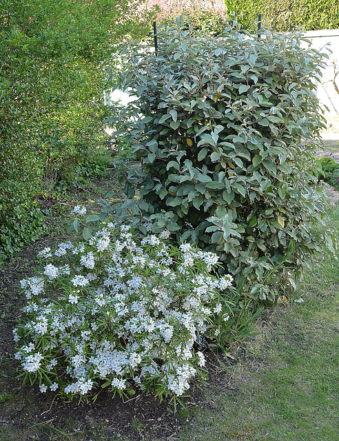 Choisya et Eleagnus DSC 0076