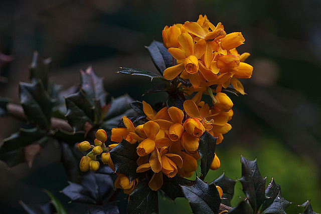 20120430 8825RMw [D~LIP] Dotterberberitze (Berberis 'Stenophylla'), Bad Salzuflen