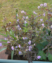 Geranium maculatum 'expresso' DSC 0077