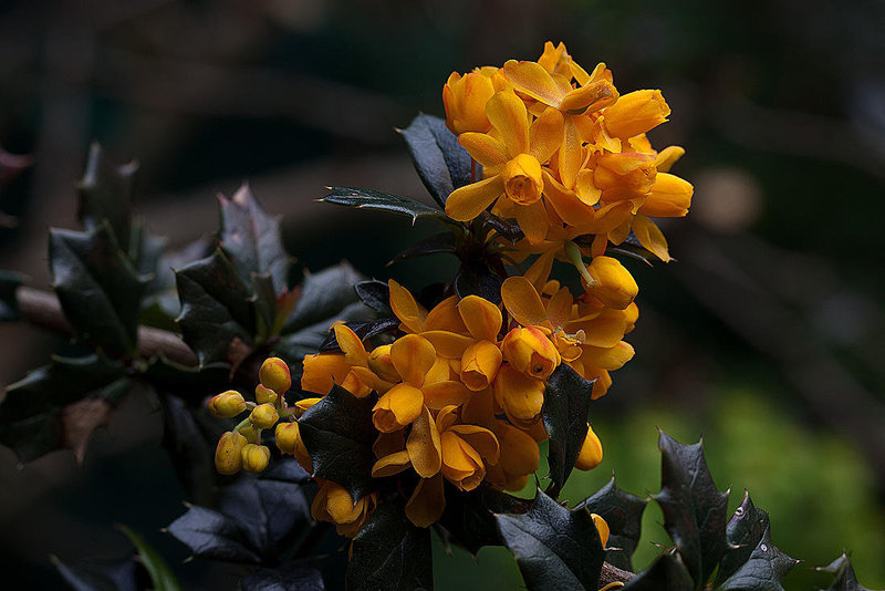 20120430 8824RMw [D~LIP] Dotterberberitze (Berberis 'Stenophylla'), Bad Salzuflen