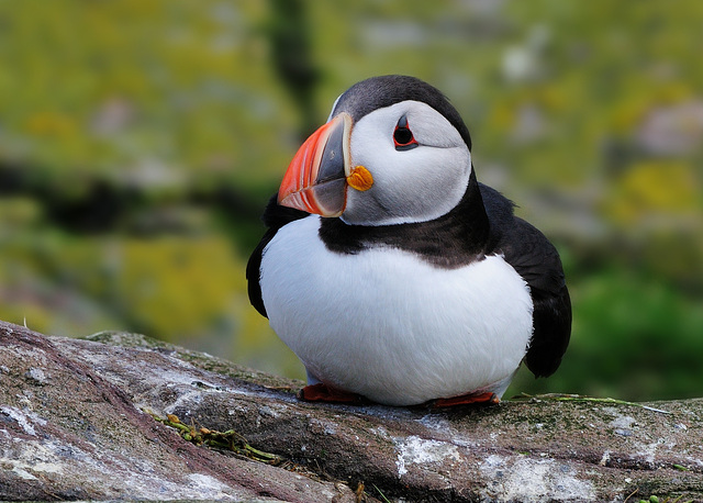 Puffin (e)