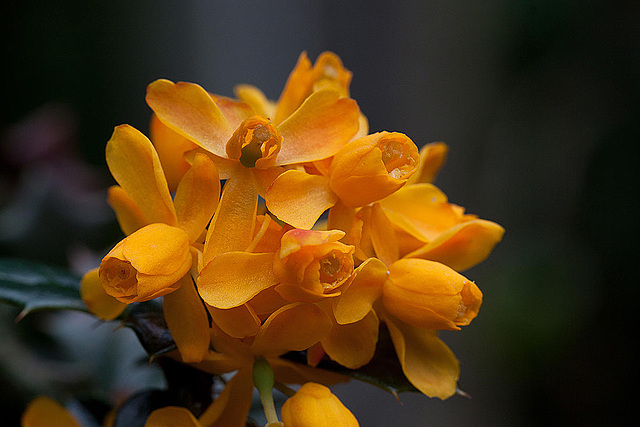 20120430 8823RMw [D~LIP] Dotterberberitze (Berberis 'Stenophylla'), Bad Salzuflen