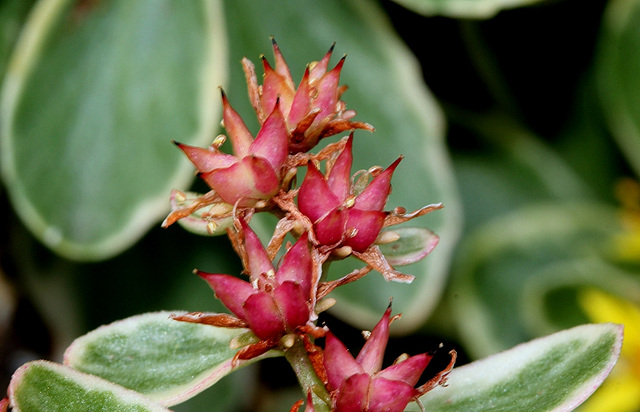 Sedum kamschaticum- fruits