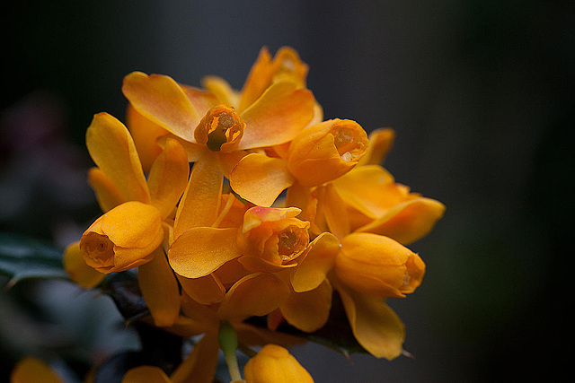 20120430 8822RMw [D~LIP] Dotterberberitze (Berberis 'Stenophylla'), Bad Salzuflen