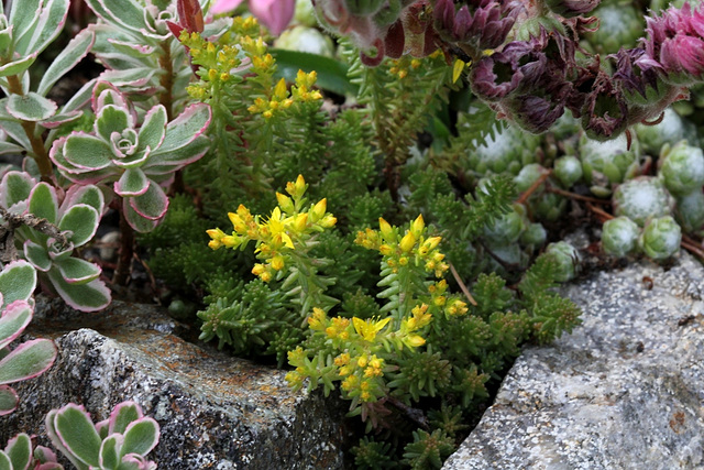 Sedum sexangulare