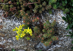 Sedum sexangulare (2)